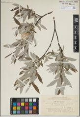 Foto von Salix lapponum L.